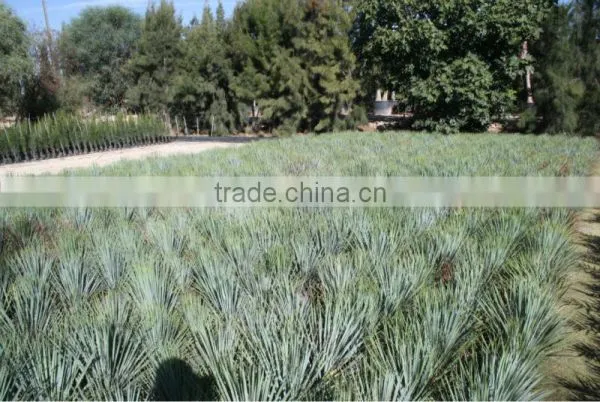 Yucca Rostrata photo-5