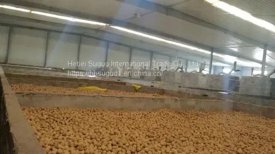 China Cheap Walnut in Shell photo-4