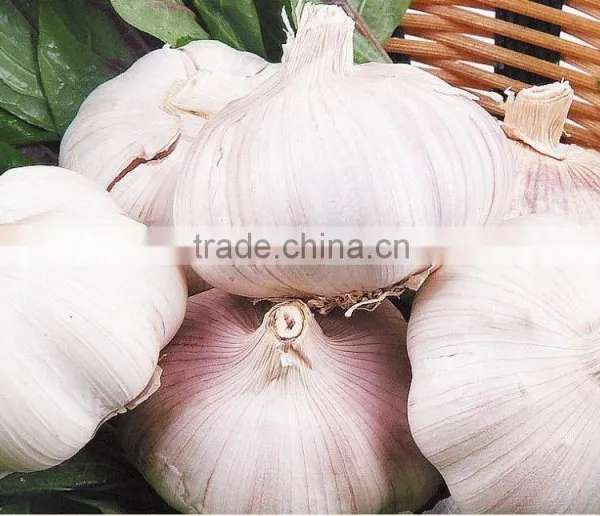 2016FRESH GARLIC photo-2