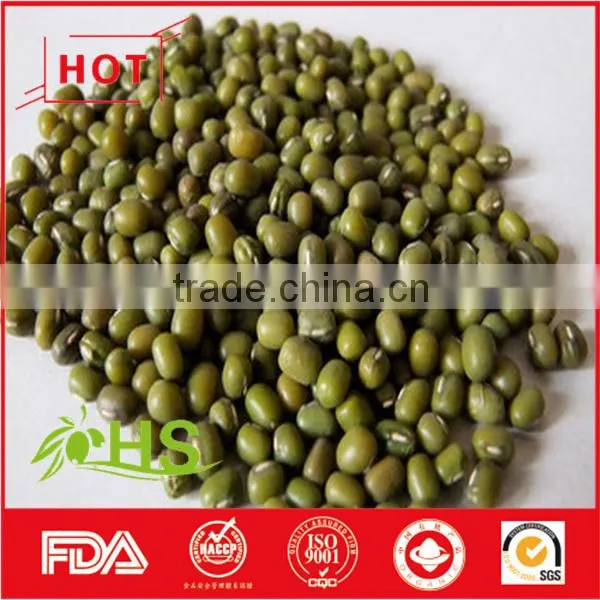High Quality Green Mung Bean for Sale photo-2