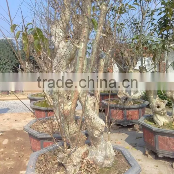 Lagerstroemia Indica L. Nursery photo-2