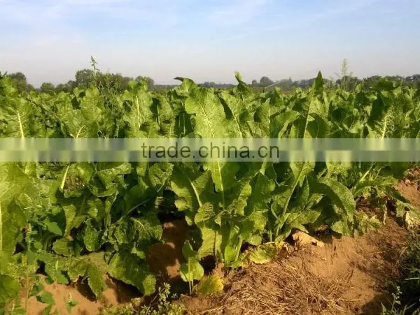 Factory Directly Sale Spicy Horseradish Powder photo-6