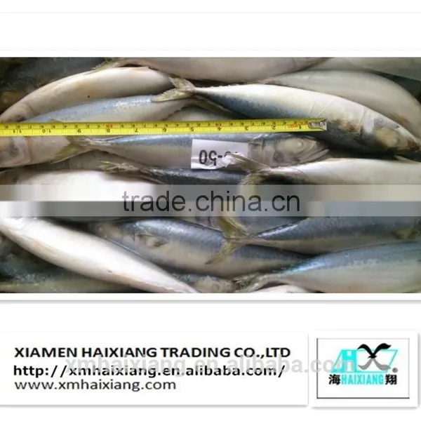 Mackerel Fish Price photo-2