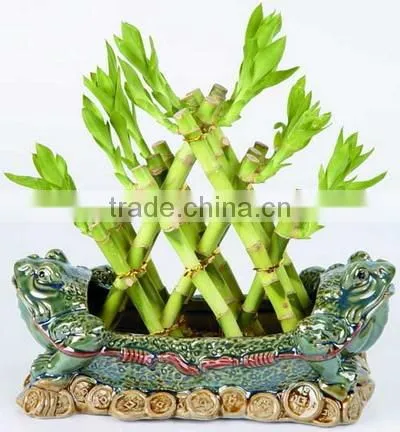 Pyramid Lucky Bamboo Dracaena Sanderiana photo-3