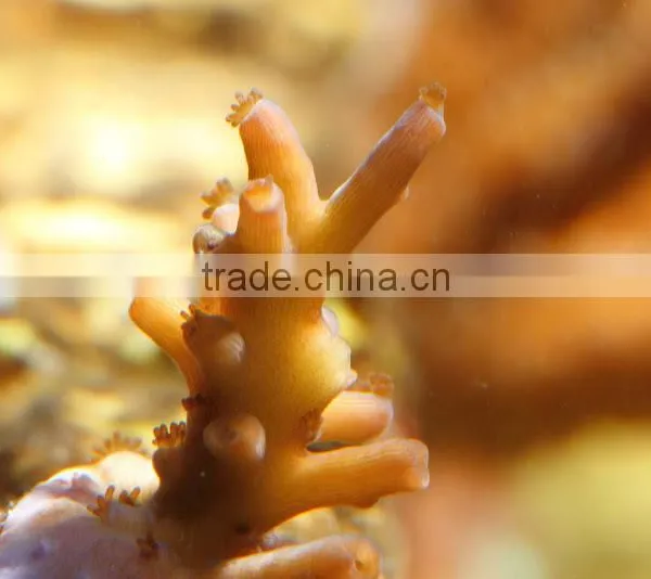 ESUN Polycaprolactone (polymorph)for Coral Reef Frag Glue Application in Aquarium photo-5