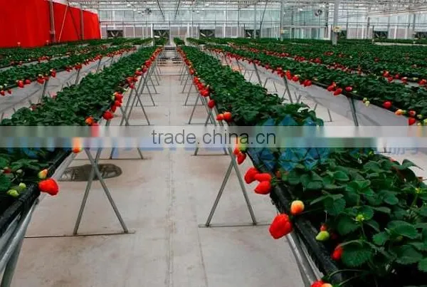 Strawberry Plastic Film Greenhouse photo-2