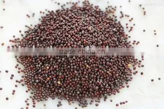 Mustard Seeds Multiple Layer Continuous Type Mesh Belt Dryer photo-6