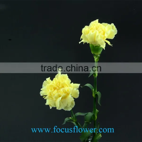 Cut Fresh Yellow Carnation Flowers Glitzy Global After Sale Service Named From China With Competitive Price photo-3