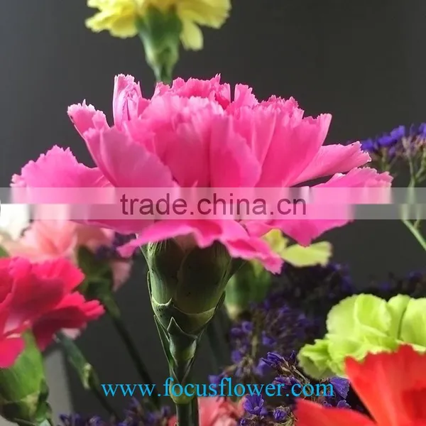 High Quality Service Exalted Cut Fresh Pink Carnation Flowers Flower Growers Directly Supply From China photo-2