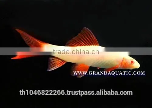 Rainbow Shark Albino / Ornamental Fish Exporter photo-6