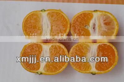 New Harvested Yongchun Fresh Mandarin Orange photo-2