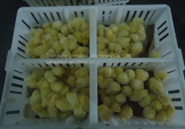 Plastic Crates for Poultry Transportation and Egg Transportation photo-5
