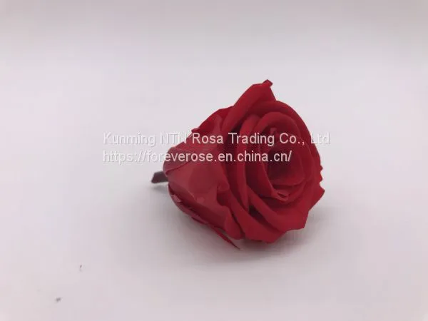 High Quality Timeless Preserved Flower to Make Gorgeous Flower Gifts photo-4