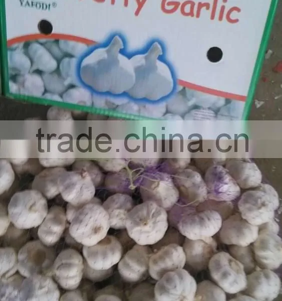 Normal White Garlic photo-3