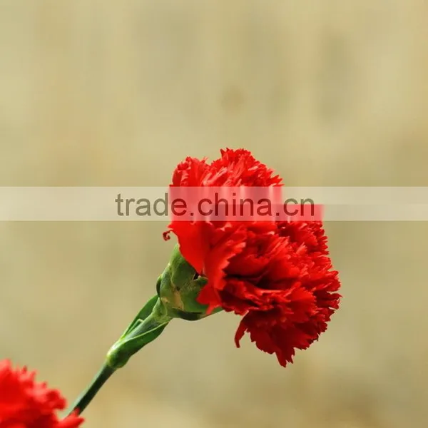Good Quality Mastor Red Carnation Cut Flower for Wholesale photo-3