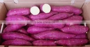 FRESH SWEET POTATOES WITH BEST PRICE AND GOOD QUALITY photo-2