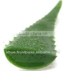 Fresh ALOE VERA leaf
