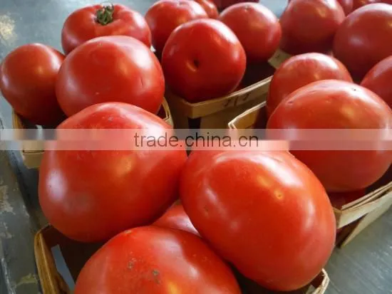 FARM FRESH TOMATOES