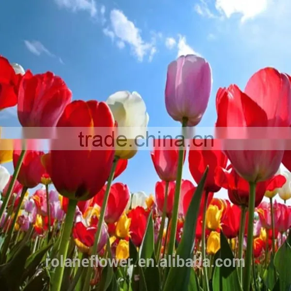 Supply Beautiful Fresh Cut Red Color Tulip Bulb photo-6