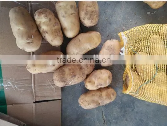 Fresh Potato photo-1
