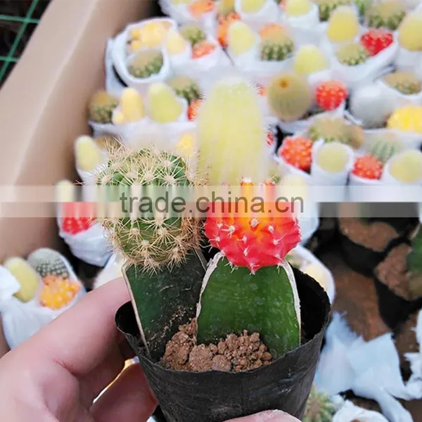 Indoor Wholesale Cactus Plants photo-2