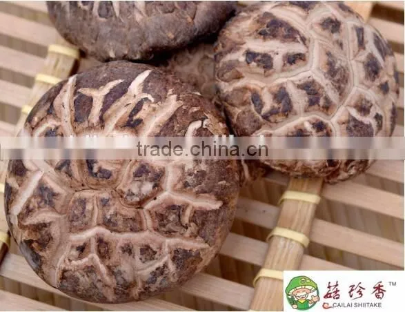 Organic Shitake Mushrooms for Fresh Shiitake Mushroom With High Quaiity
