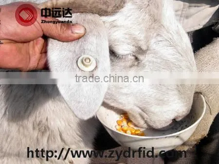 Small LF/UHF Rfid Cattle/ Goat /rabbit Animal Ear Tag photo-6