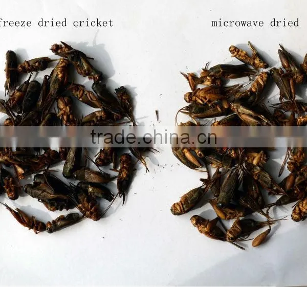Freeze Dried Crickets, Bird & Reptiles Pet Food photo-5