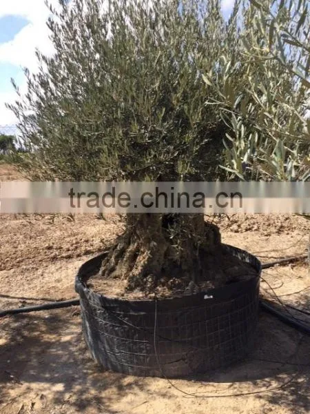 Bonsai Olive Tree Extra Large photo-3