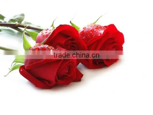 Rose Absolute Oil photo-2