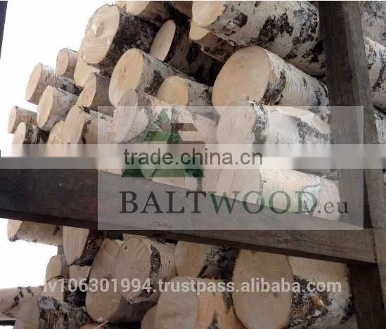 White Birch Logs, Baltic Birch Logs, Latvia Birch Logs
