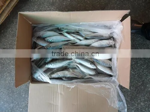 High Quality Horse Mackerel(Decapterus Maruadsi) 120-160 Pcs photo-6