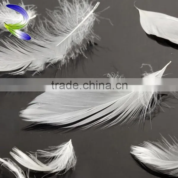 Best Selling Wholesale Washed White Goose Feather photo-5