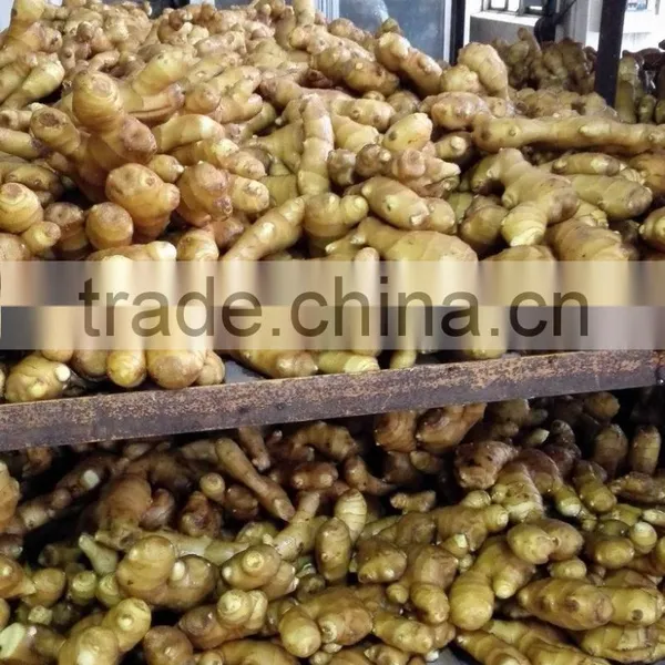 Air Dired Fresh Ginger photo-2