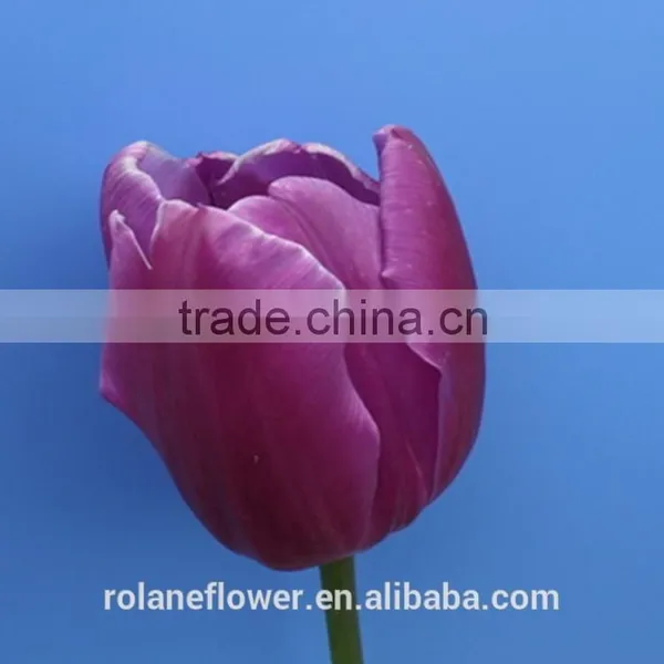 China Direct Wholesale Fresh Cut Flower Tulip for Home Decor photo-4