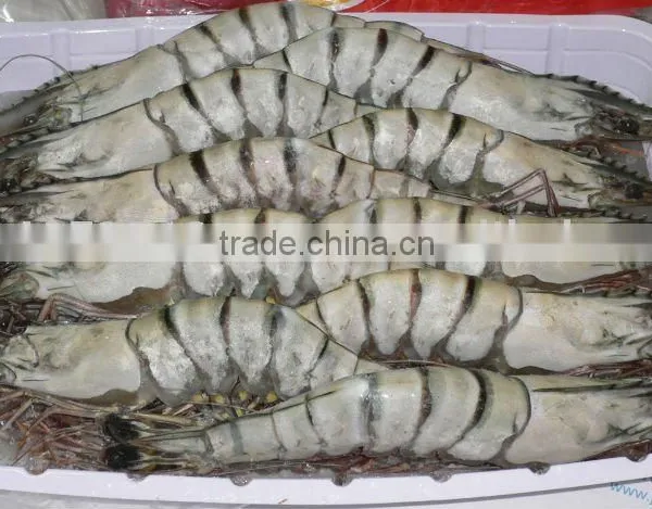 Frozen HOSO Black Tiger Shrimps ( P Monodon )