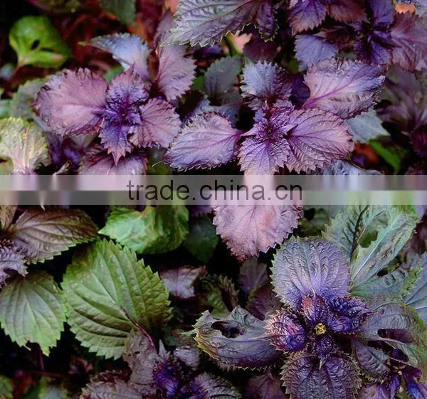GMP Factory Sale High Quality Perilla Seed Oil photo-4