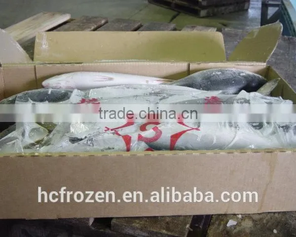 Frozen Japan Yellowtail photo-3