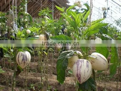 Hybrid F1 Pepino Seed Pepino Cucumber Seeds For Cultivation photo-2