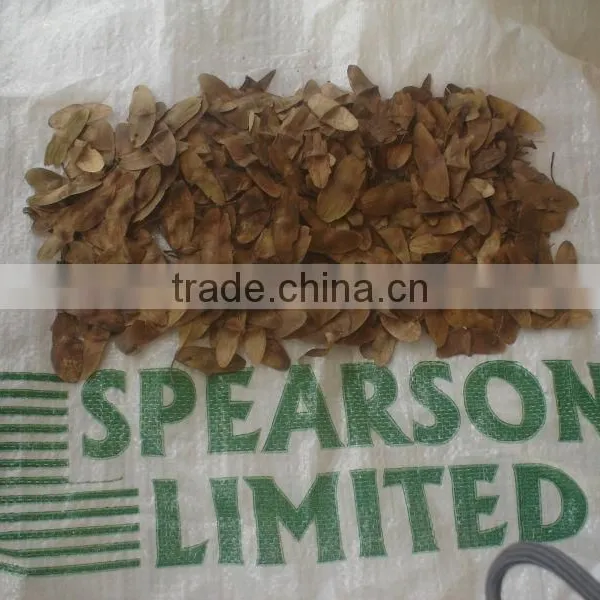 TERMINALIA SUPERBA