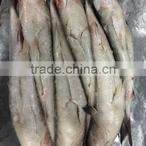 Export Vietnam 1-1.5KG Frozen Gullet Mullet Fish photo-2