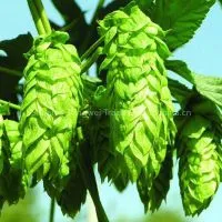 Hops Extract Plant Extract Factory