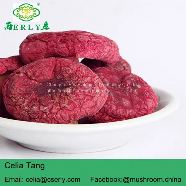 Manufacture Cancer Cure Herbs Red Mushroom