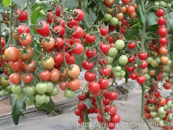 Cherry Tomato Seeds Hot Tomato Greenhouse Plant Tomato Seeds No.70 photo-2