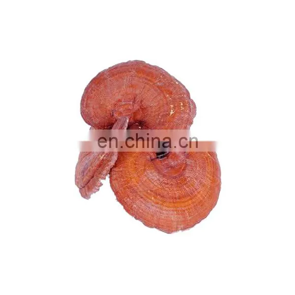 Reishi Mushroom Extract 30% Polysaccharides and Sport Powder photo-2