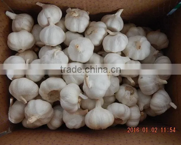 Garlic photo-6