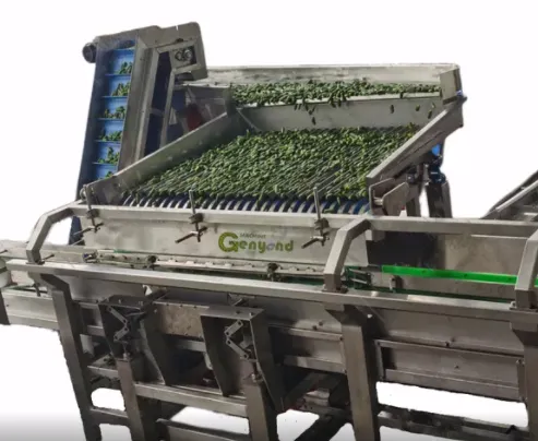 Genyond Factory Price Automatic Canned Mushroom Production Line photo-5