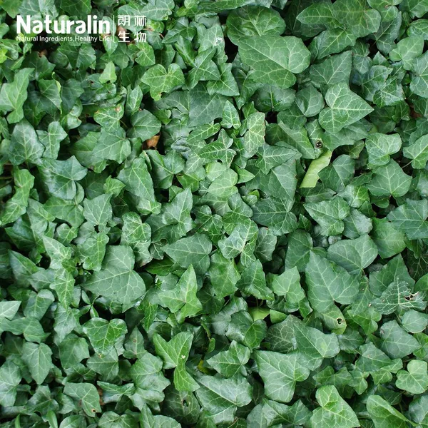 Ivy Extract photo-5