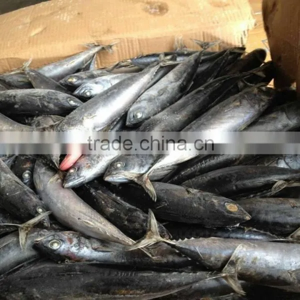 Frozen Tuna Bonito Fish Whole Round photo-6