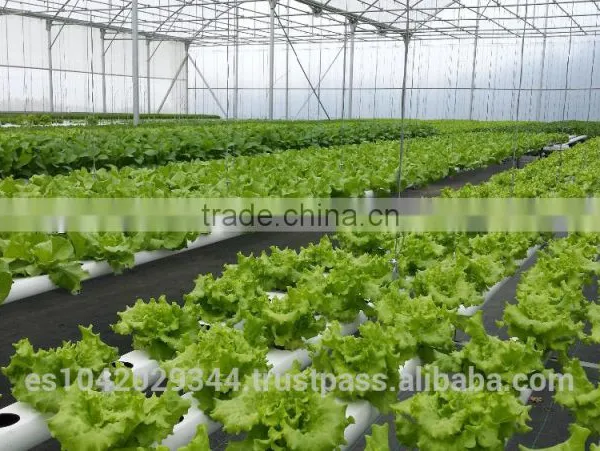 Drip Irrigation System and NFT Hydroponics for Agriculture Product photo-6